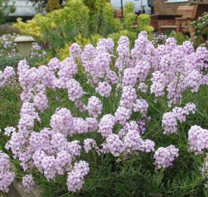 Aethionema grandiflora   